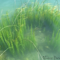 Underwater Evolution of Seaweed...