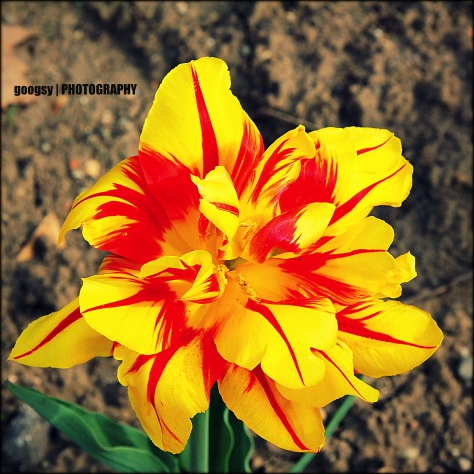 Yellow-Red Tulip